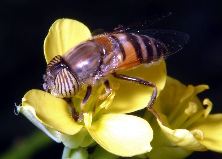 Altri insetti